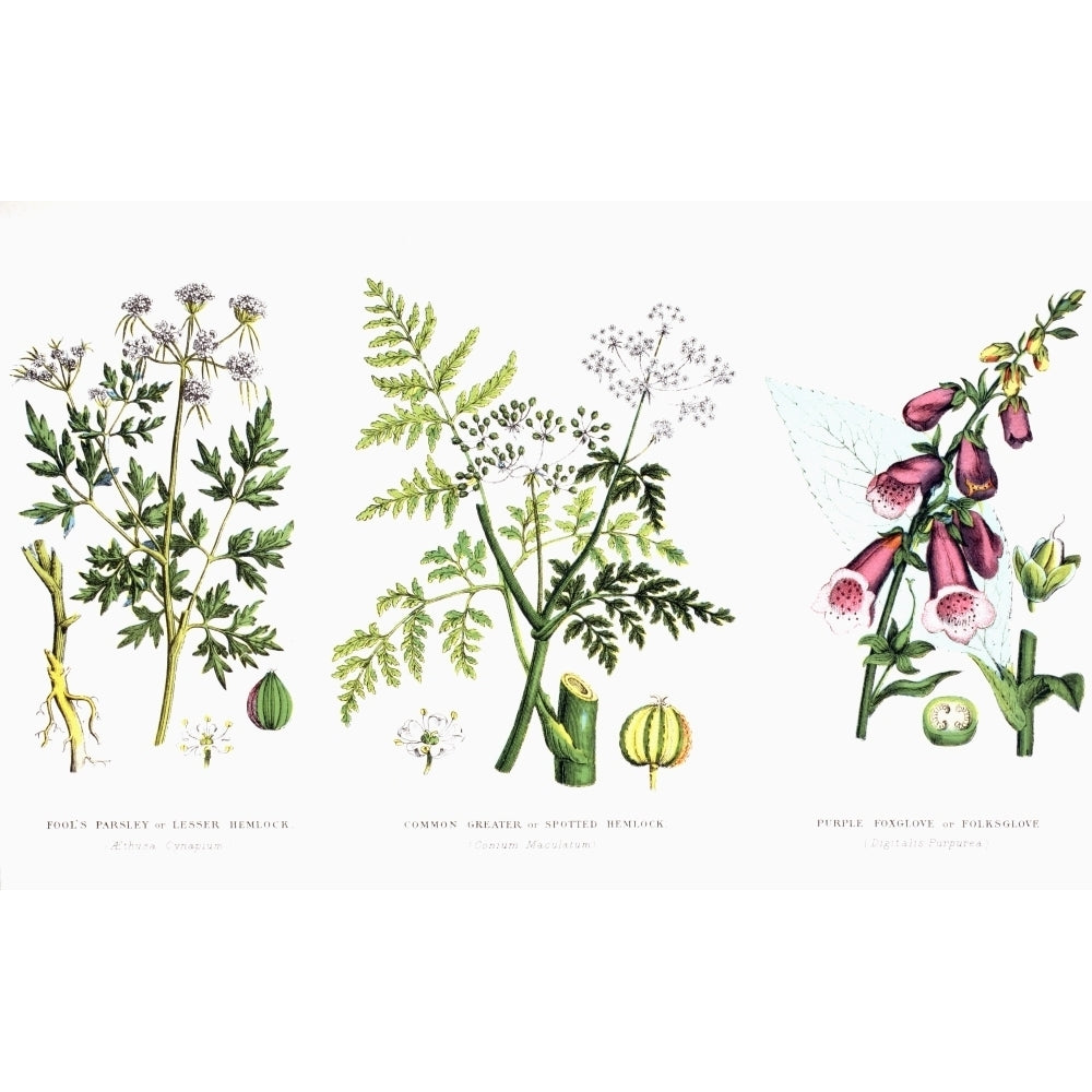 Common Poisonous Plants Left To Right: Fools Parsley Or Lesser Hemlock; Common Greater Or Spotted Hemlock; Purple Foxg Image 2