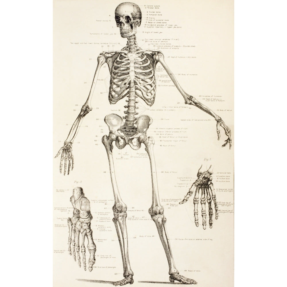 The Human Skeleton. From The Household Physician Published Circa 1890. Poster Print Image 2