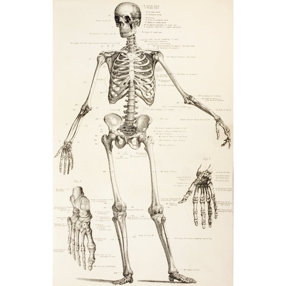 The Human Skeleton. From The Household Physician Published Circa 1890. Poster Print Image 1