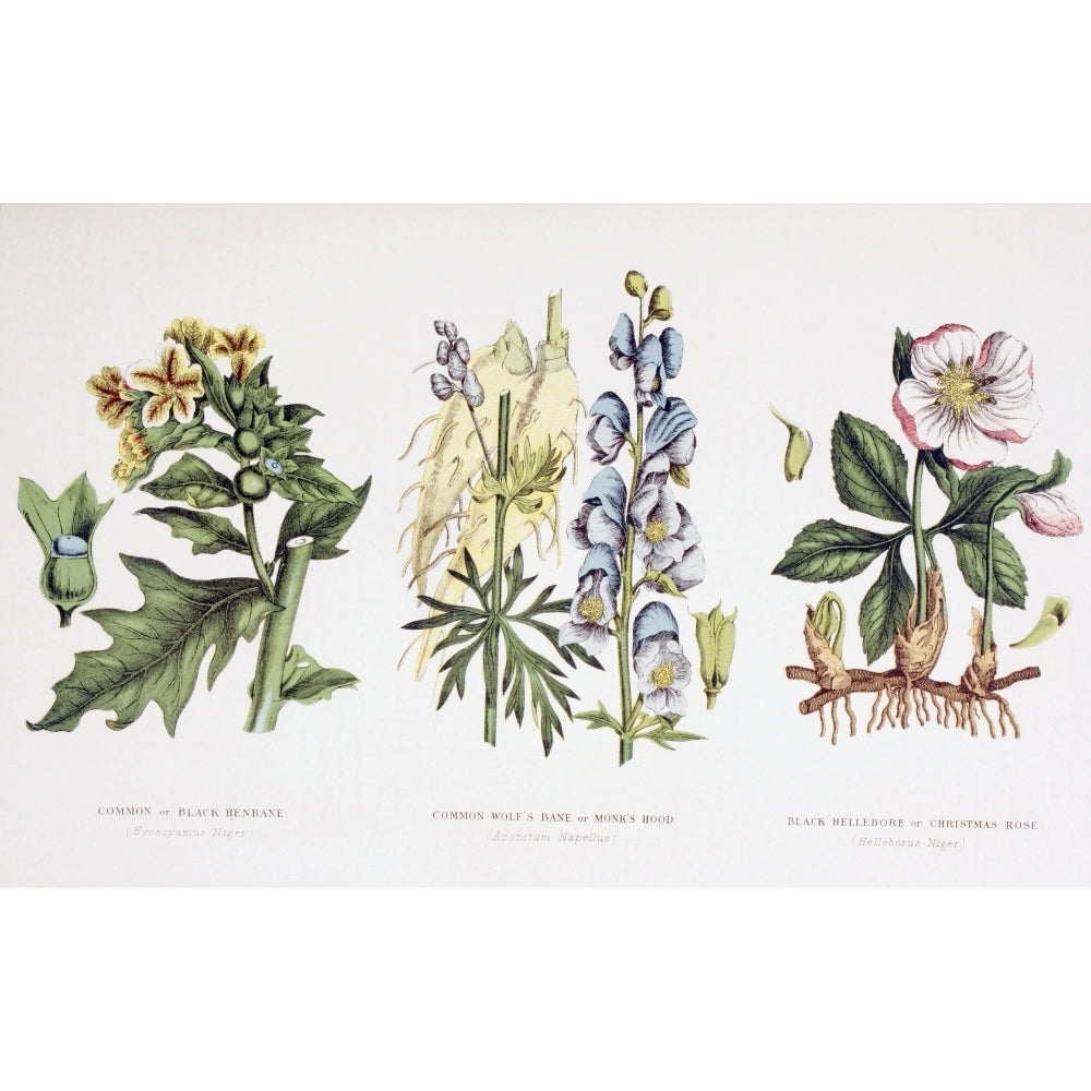 Common Poisonous Plants. Left To Right Common Or Black Henbane. Image 2