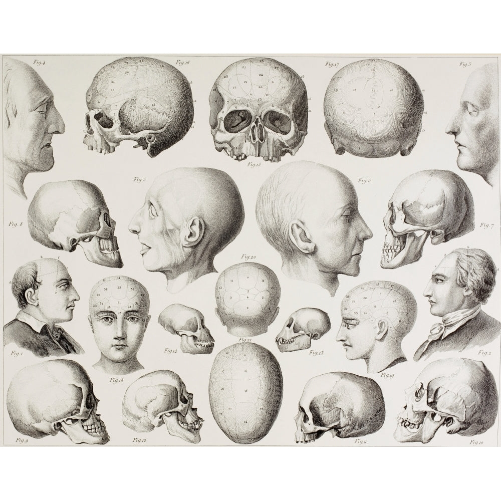 Phrenological Illustration Showing The Psychological Relations Of The Brain. From A 19Th Century Print. Print Image 1