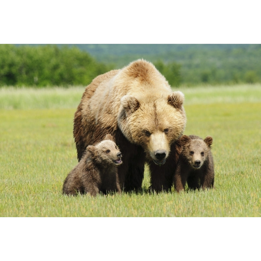 A Brown Grizzly Bear With Cubs; Alaska United States Of America Poster Print Image 1