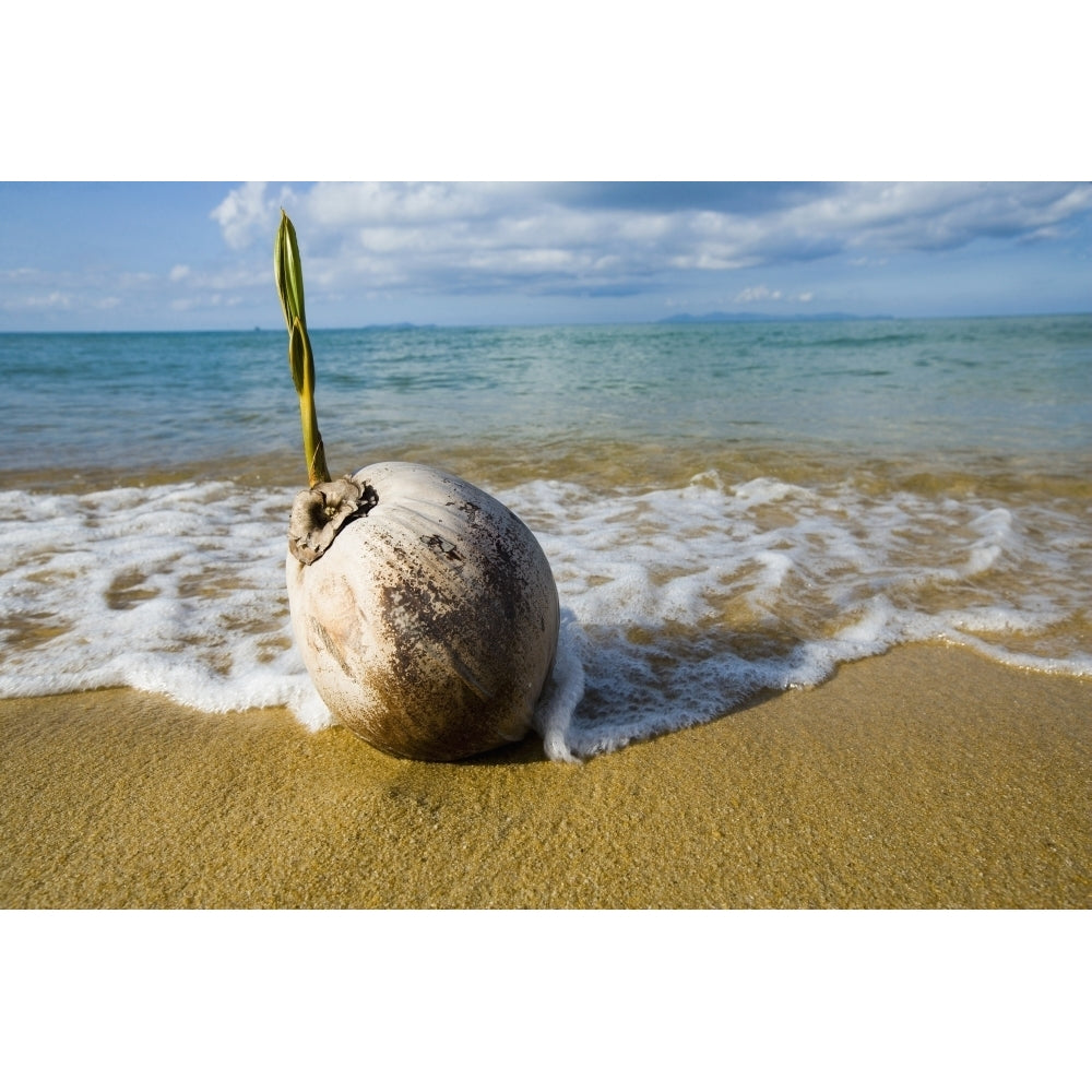 Sprouting Coconut Washed Up On Beach Poster Print Image 2