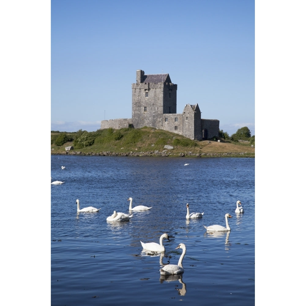 Swans On Water In Front Of Dunguaire Castle; Kinvarra County Galway Ireland Poster Print Image 1