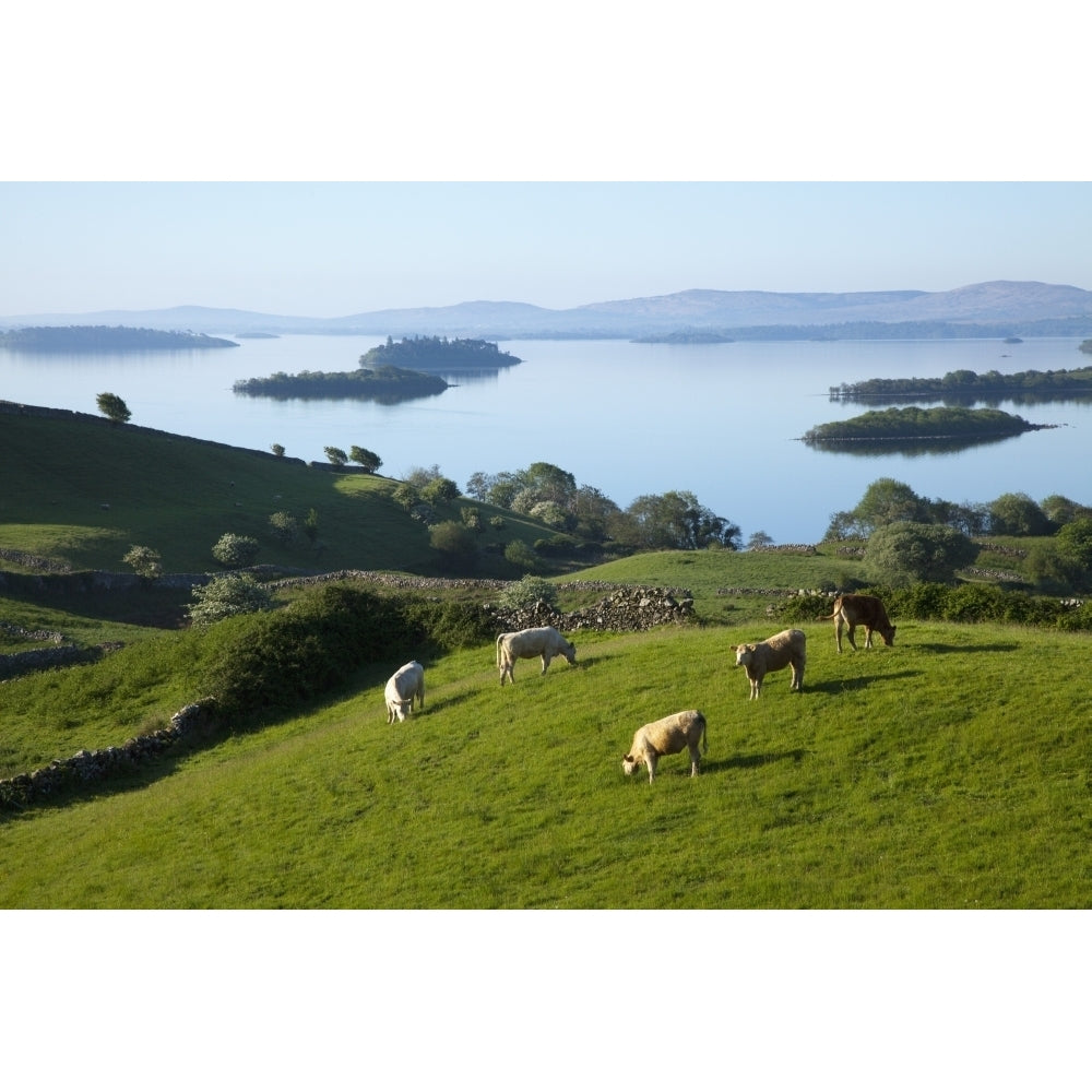 Sheep Grazing By Lough Corrib; Cong County Mayo Ireland Poster Print Image 2