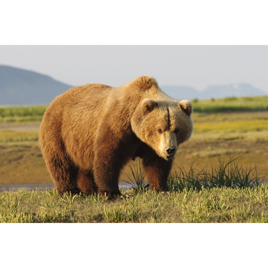 A Brown Grizzly Bear ; Alaska United States Of America Poster Print Image 1