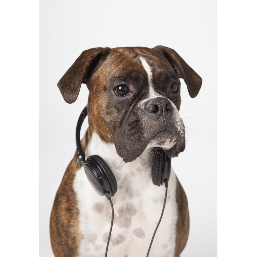 Boxer Dog With Headphones Poster Print Image 1