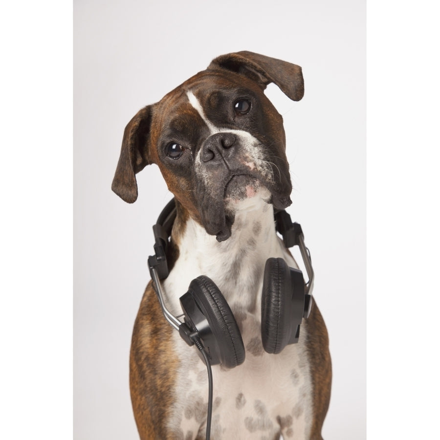 Boxer Dog With Headphones Poster Print Image 1