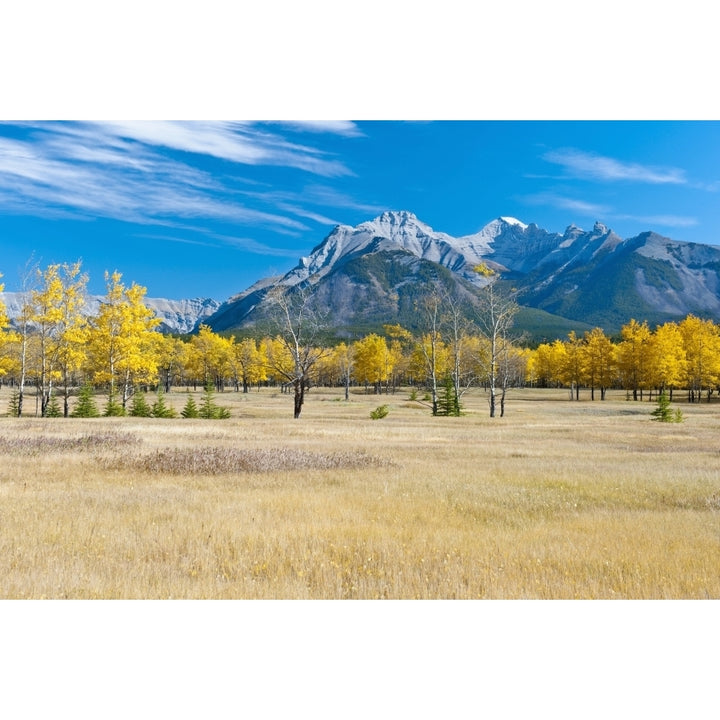 Aspens In A Meadow In Banff National Park; Banff Alberta Canada Poster Print Image 1