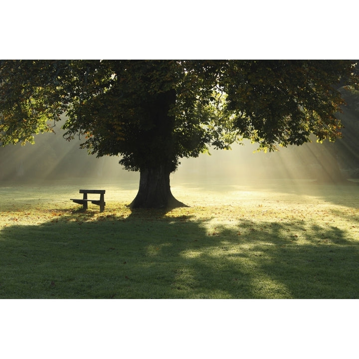 Lone Tree In Mist And Sunlight; Cahir County Tipperary Ireland Poster Print Image 1