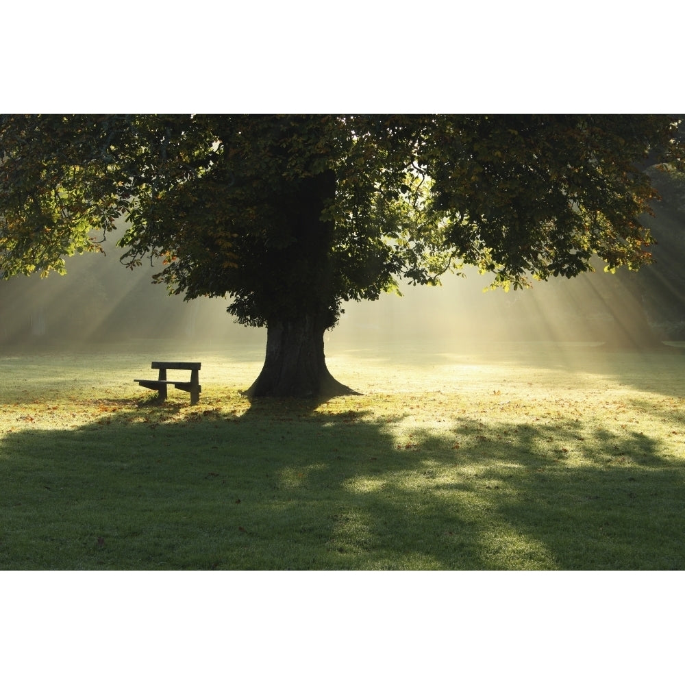 Lone Tree In Mist And Sunlight; Cahir County Tipperary Ireland Poster Print Image 2