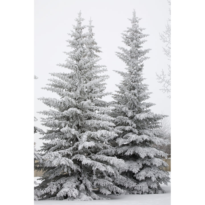 Snow Covered Evergreen Trees; Calgary Alberta Canada Poster Print Image 2