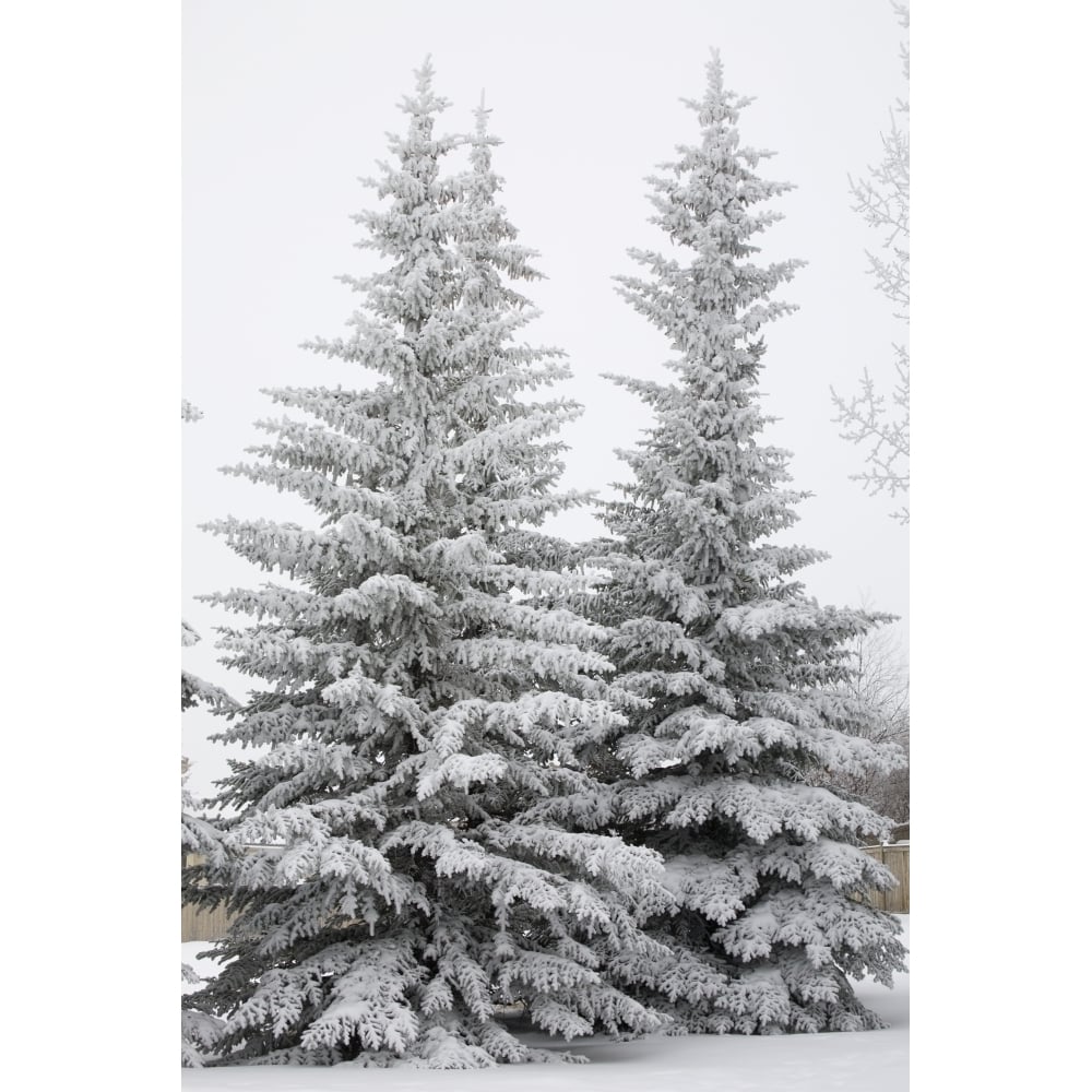 Snow Covered Evergreen Trees; Calgary Alberta Canada Poster Print Image 1