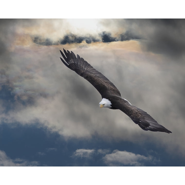 An Eagle In Flight Rising Above The Storm; Pateros Washington United States Of America Poster Print Image 1