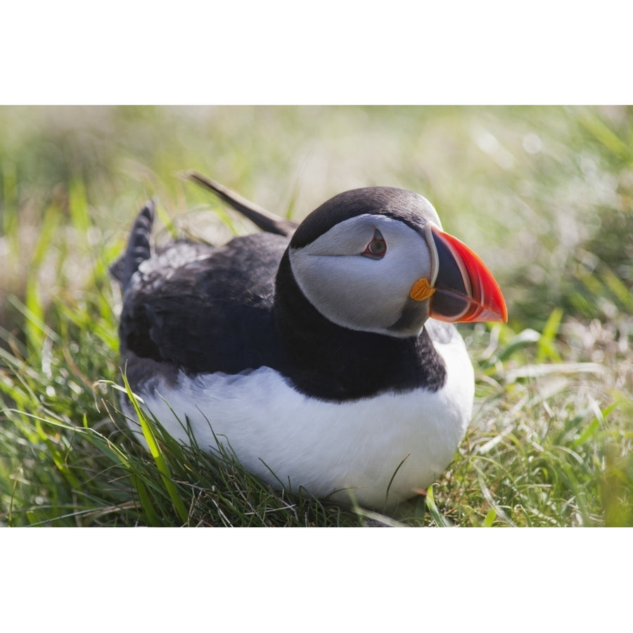 A Puffin Sitting On The Grass; Shetland Scotland Poster Print Image 1