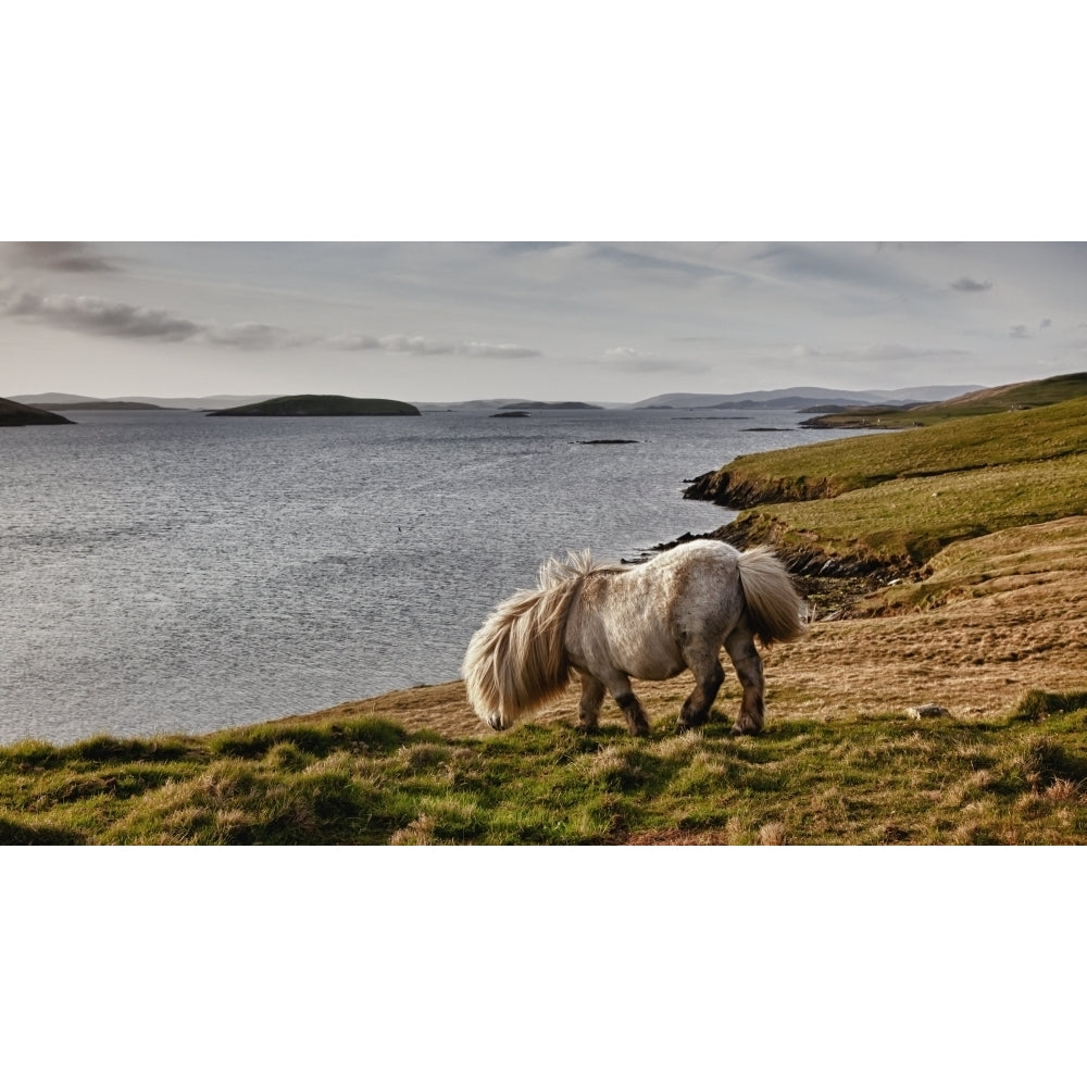 Shetland Pony At Shore; Shetland Scotland Poster Print Image 1