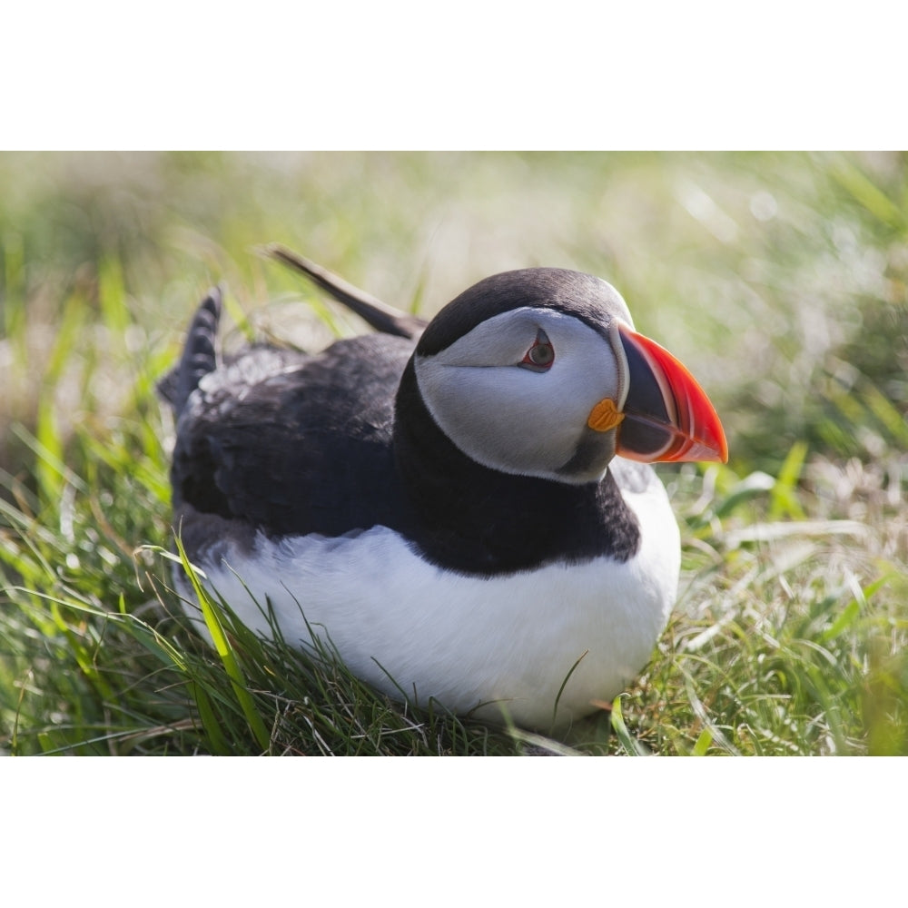 A Puffin Sitting On The Grass; Shetland Scotland Poster Print Image 2