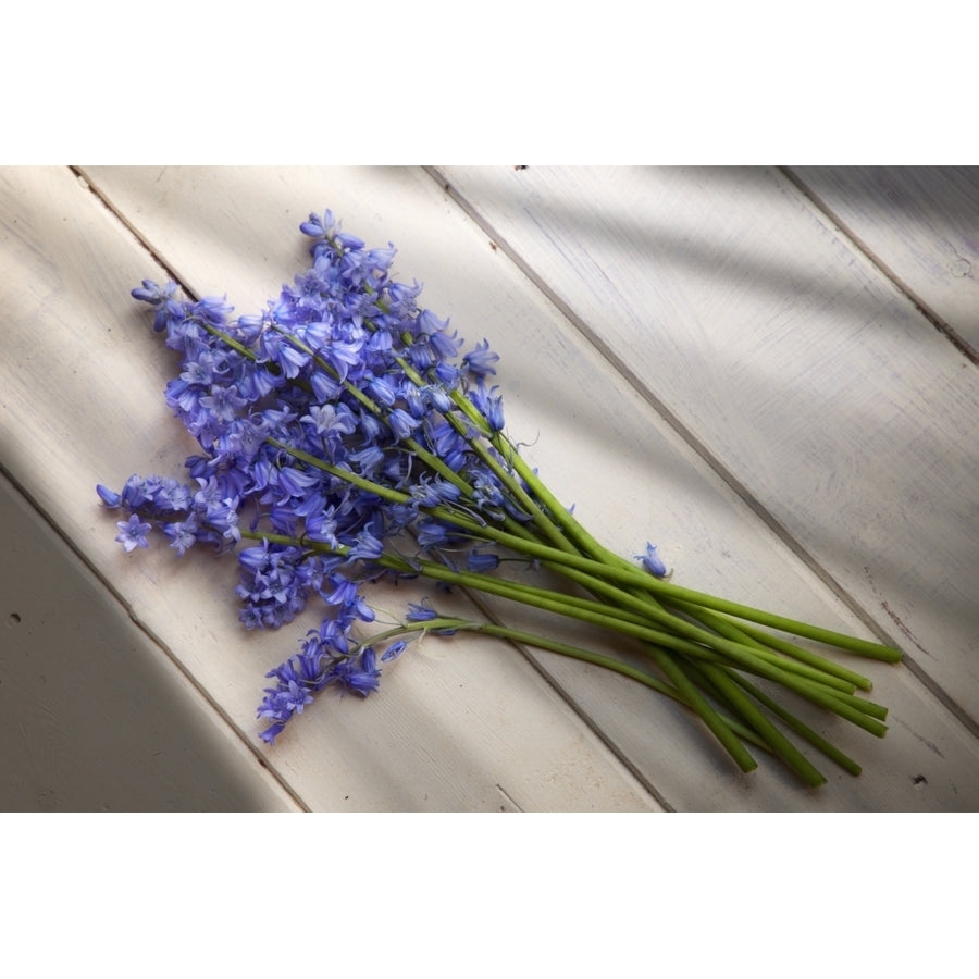 A Bundle Of Bluebells; Whitburn Tyne And Wear England Poster Print Image 1