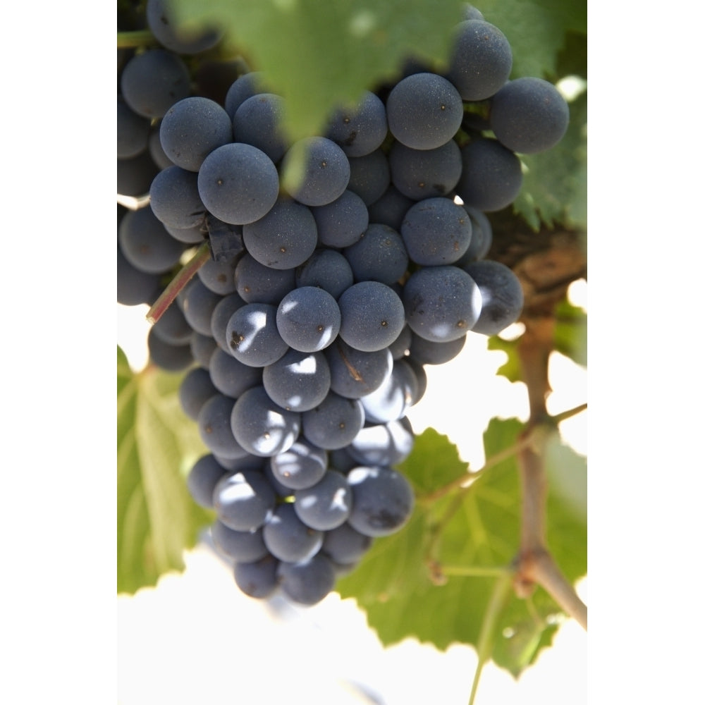 Malbec grapes on the vine in the vineyard of Bodega El Esteco winery Cafayate Salta Argentina Poster Print Image 2