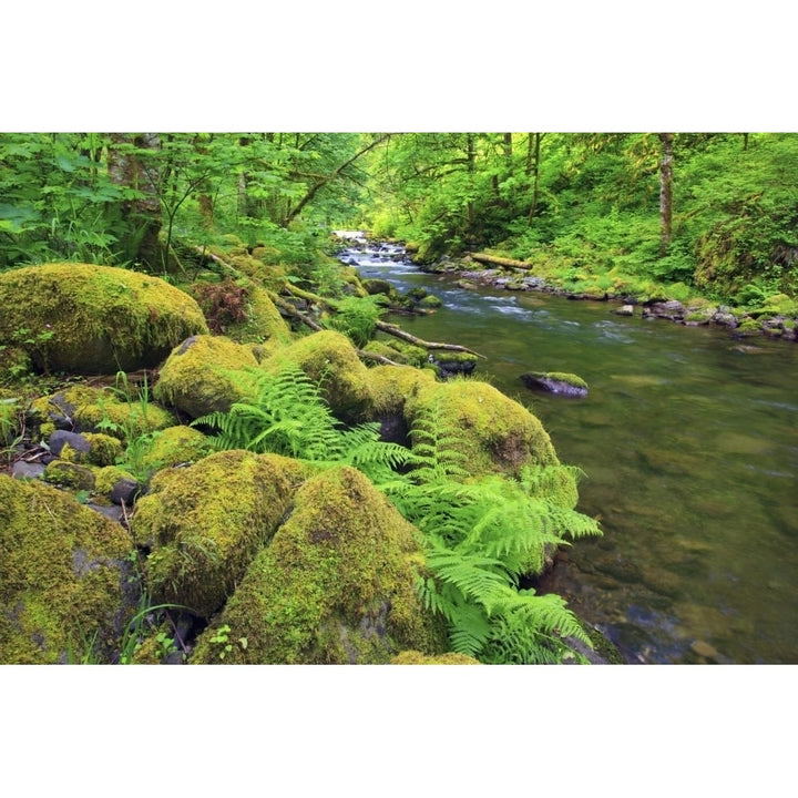 Tanner Creek In Columbia River Gorge National Scenic Area In The Pacific Image 1