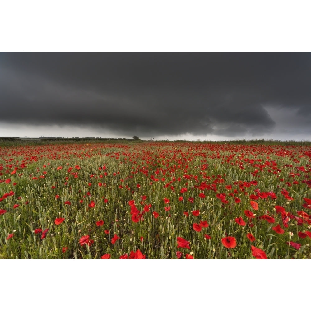 A Field Of Red Poppies Under A Dark Stormy Sky; Northumberland England Poster Print Image 1