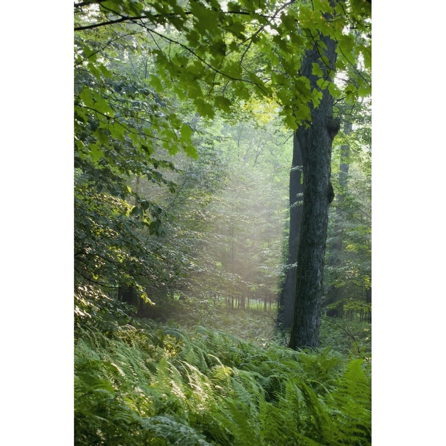 Trees In The Woods In The Early Morning Fog; Iron Hill Quebec Canada Poster Print Image 1