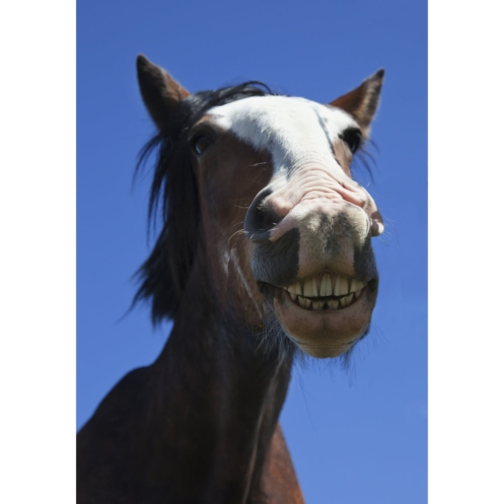 A Horse Smiling And Showing Its Teeth; Northumberland England Poster Print Image 1