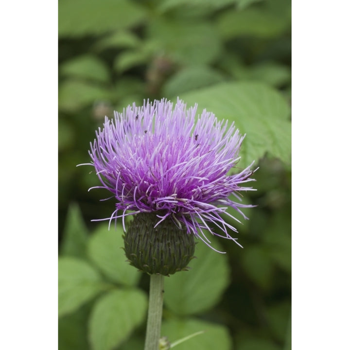 A Purple Flower; Northumberland England Poster Print Image 1