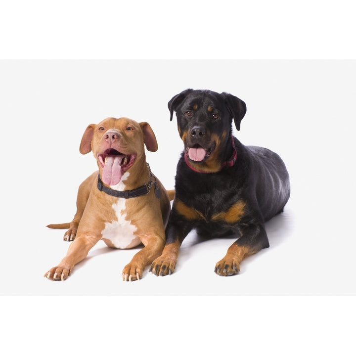 A Pitbull And A Rotweiller On A White Studio Background; St. Albert Alberta Canada Poster Print Image 2