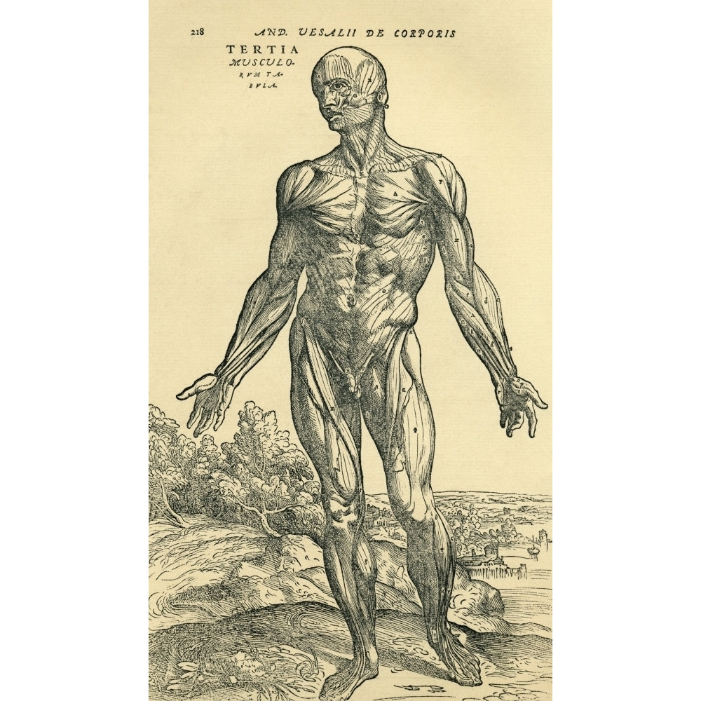 Front Of Male Human BodyAnatomical Study Originally Published In De Humani Corporis Fabrica Libri Septem By Andreas Ves Image 2