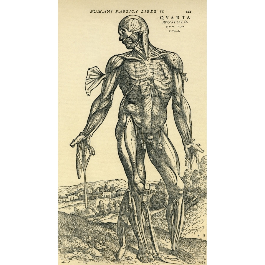 Front Of Male Human Body Anatomical Study Originally Published In De Humani Corporis Fabrica Libri Septem By Andreas Ve Image 1