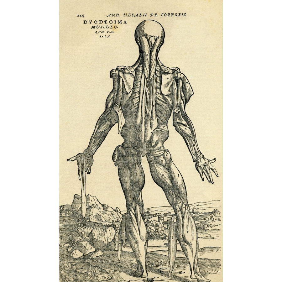 Back Of Male Human Body Anatomical Study Originally Published In De Humani Corporis Fabrica Libri Septem By Andreas Ves Image 1