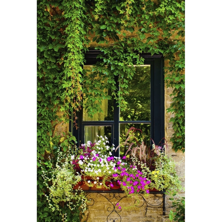 Vines Growing On A Wall And Flowers In A Window Box; Quebec City Quebec Canada Poster Print by David Chapman / Design Image 1