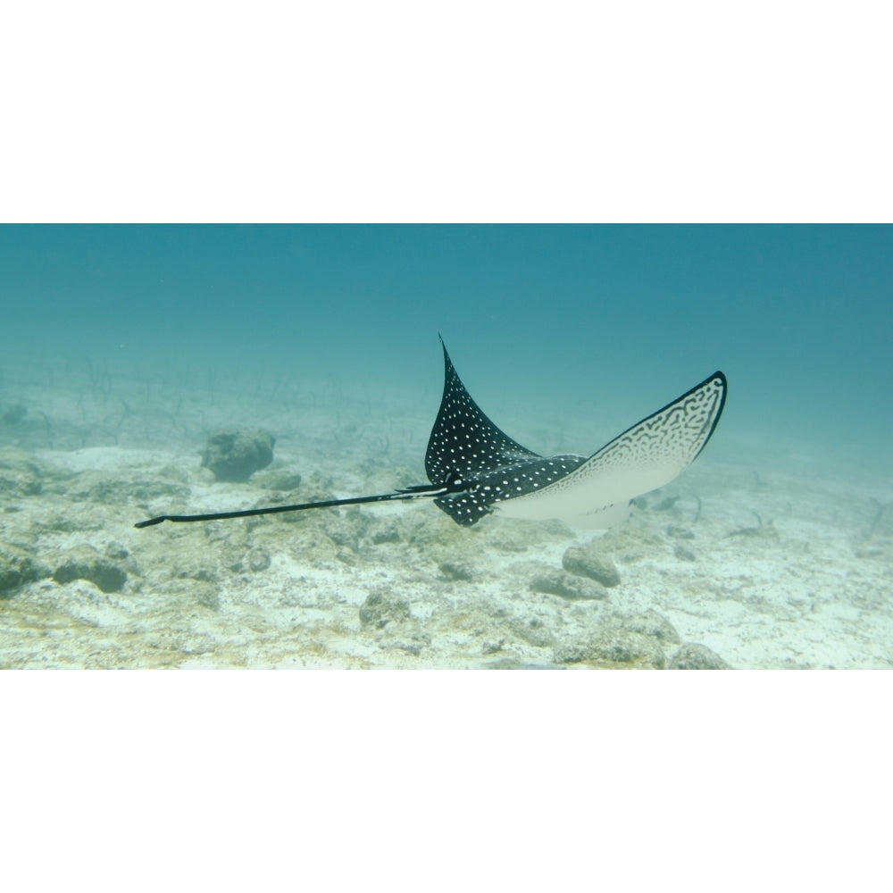 A Spotted Eagle Ray Under The Water; Galapagos Equador Poster Print Image 2