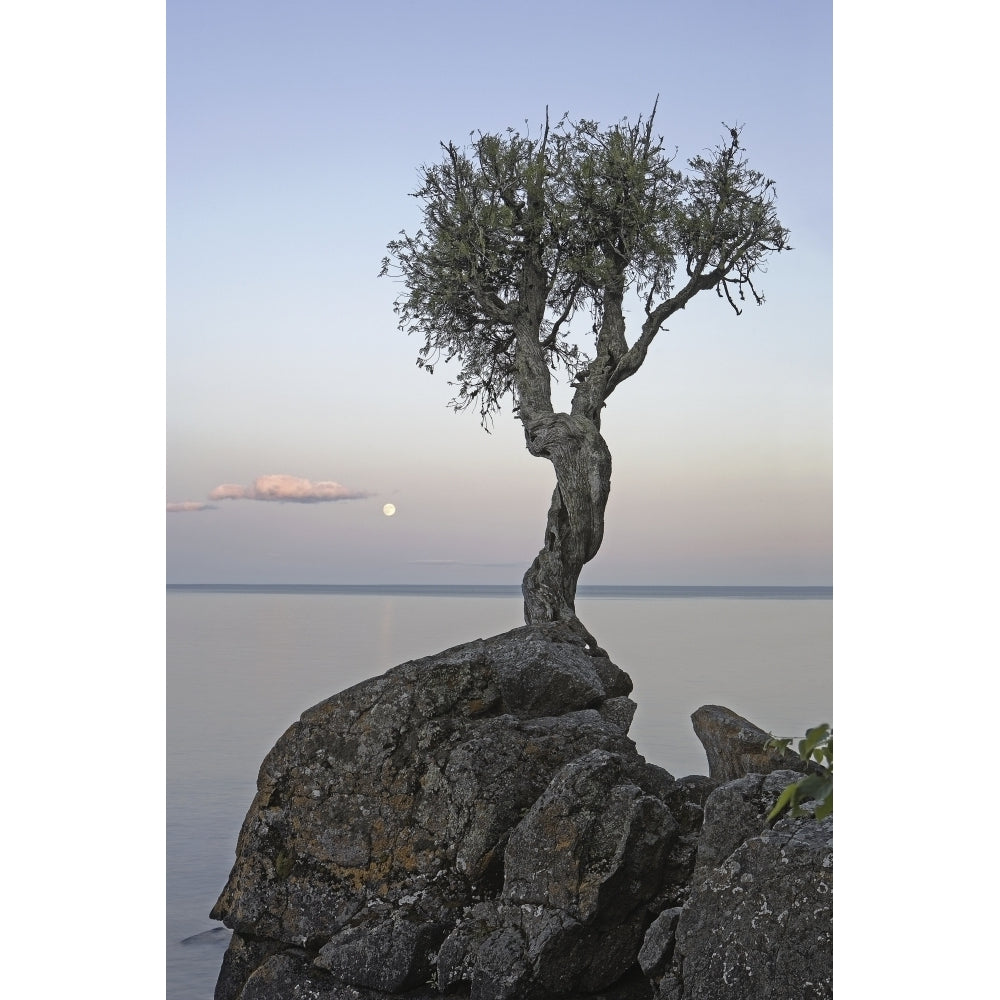 A Lone Tree On Lake Superior; Grand Portage Minnesota United States Of America Poster Print Image 2