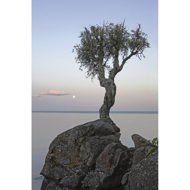 A Lone Tree On Lake Superior; Grand Portage Minnesota United States Of America Poster Print Image 1