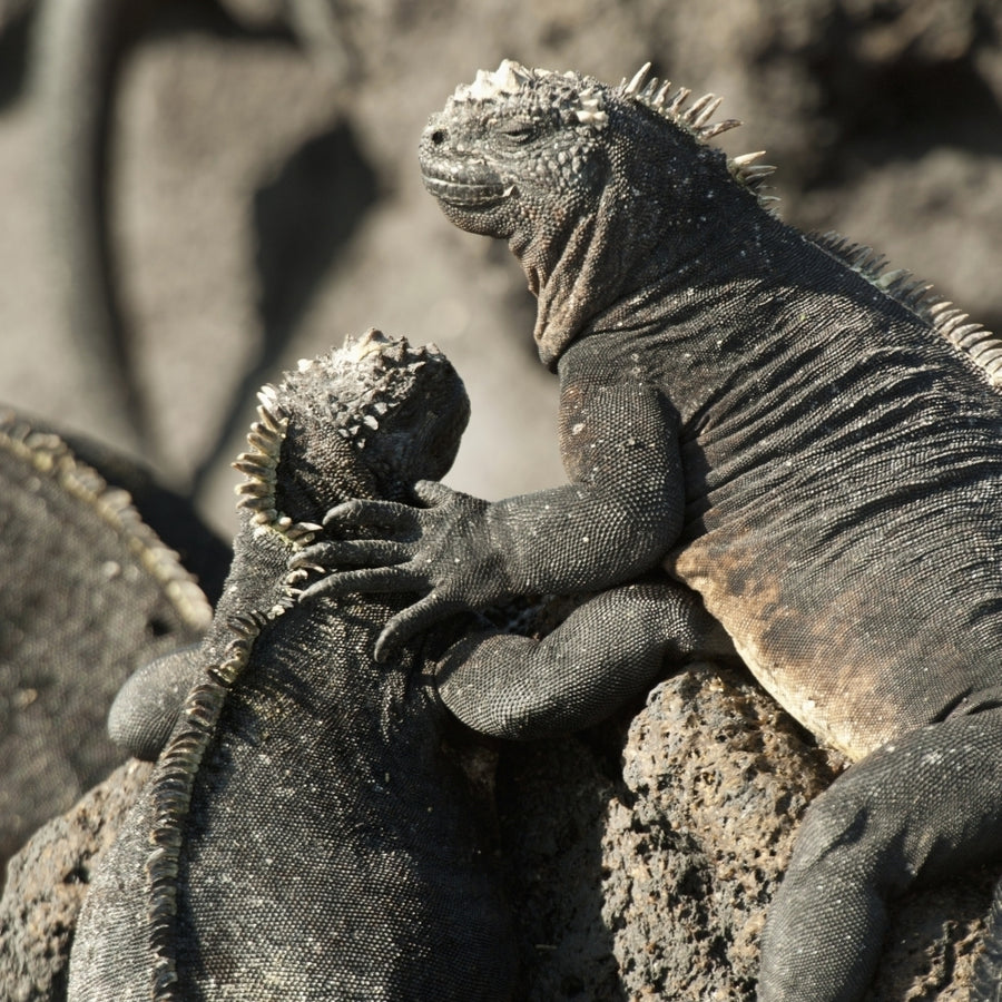 Two Marine Iguanas Showing Affection; Galapagos Equador Poster Print Image 1