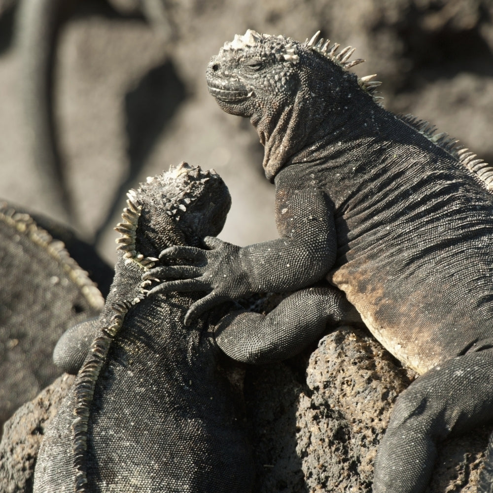 Two Marine Iguanas Showing Affection; Galapagos Equador Poster Print Image 2