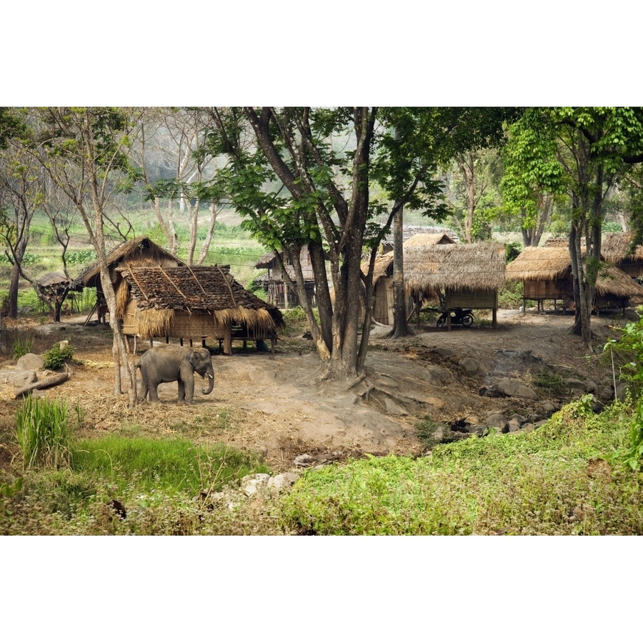 Thailand Chiang Mai Province Patara Elephant Farm. Poster Print Image 1