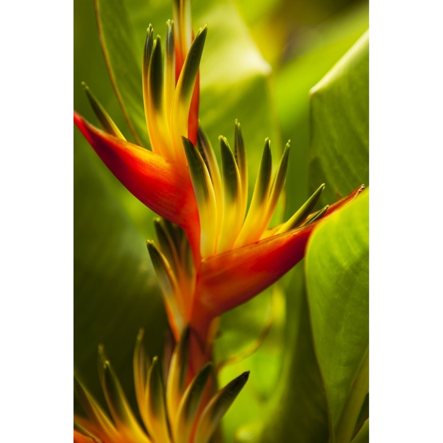 Hawaii Maui Heliconia Flowers by Dana Edmunds / Design Pics Image 1