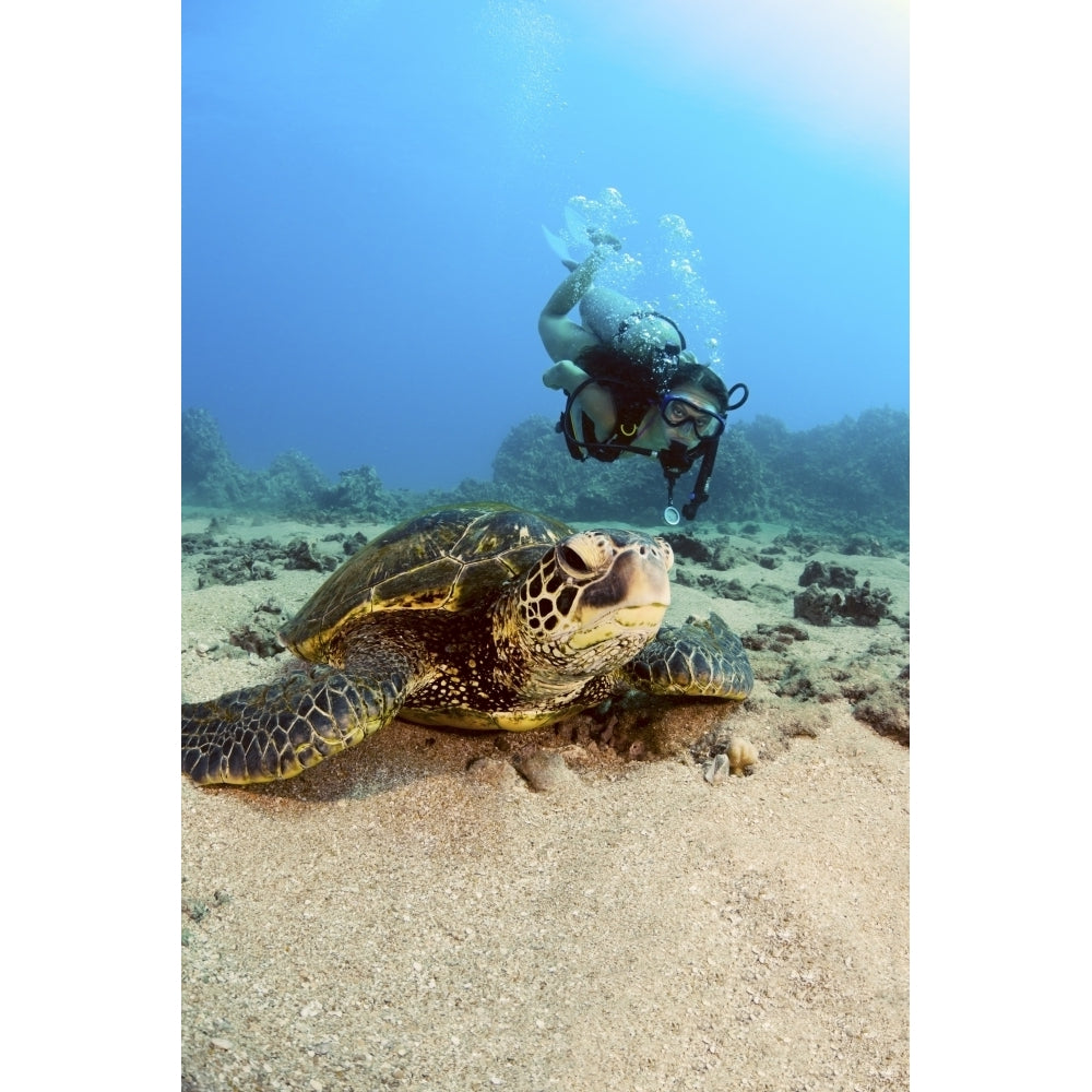 USA Diver Gets Close-Up View Of Green Sea Turtle ; Hawaii Islands Poster Print Image 1