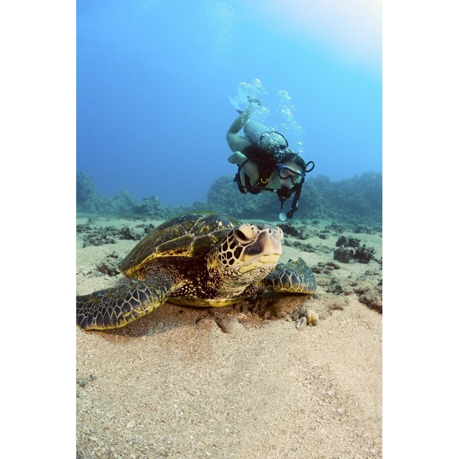 USA Diver Gets Close-Up View Of Green Sea Turtle ; Hawaii Islands Poster Print Image 1