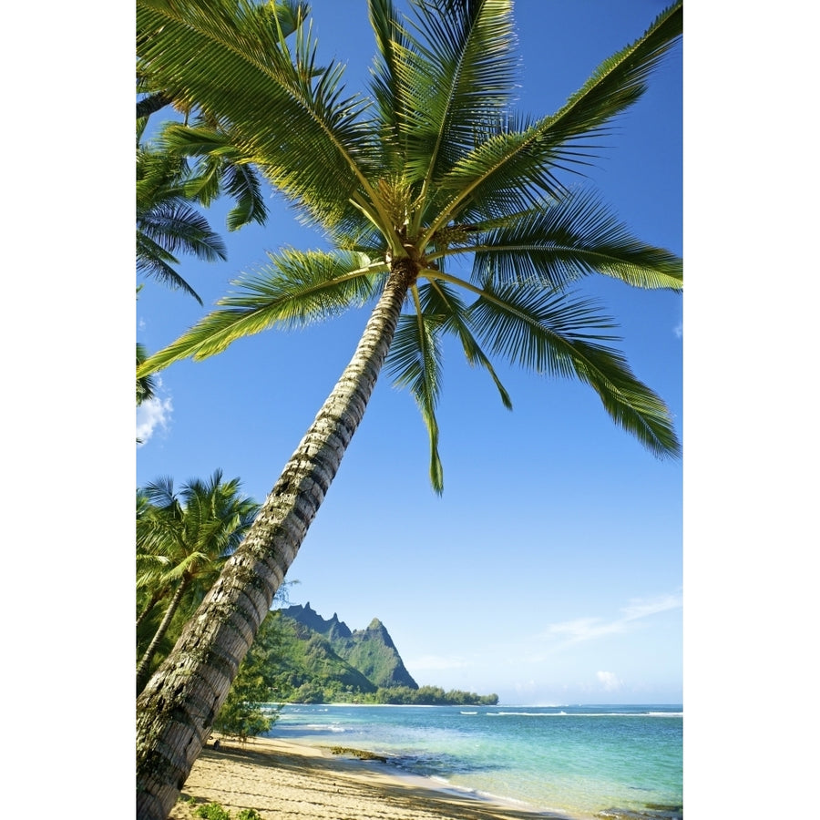 Hawaii Kauai Tunnels Beach Palm Tree On The Beach. by Kicka Witte / Design Pics Image 1