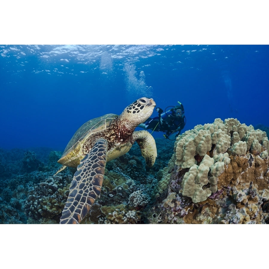 Endangered Green Sea Turtle A Common Sight Around Hawaii Being Photographed By A Diver. Image 1