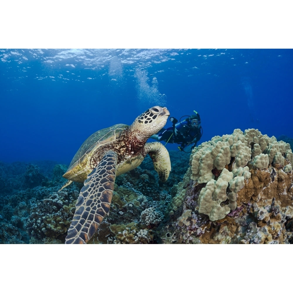 Endangered Green Sea Turtle A Common Sight Around Hawaii Being Photographed By A Diver. Image 2