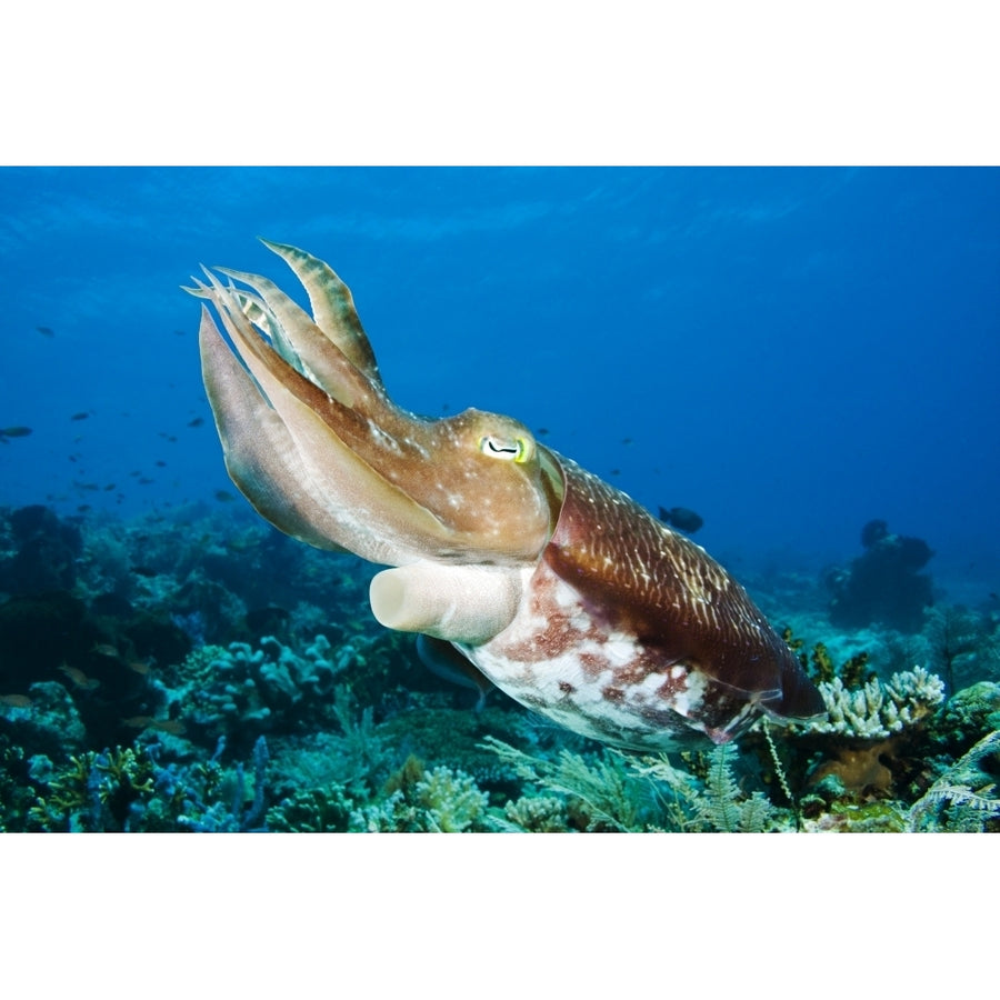 Indonesia Cuttlefish ; Komodo Poster Print Image 1