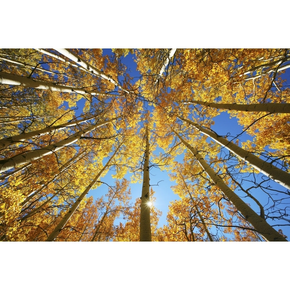 Colorado Near Steamboat Springs Buffalo Pass Yellow Aspen Tree Canopy. Poster Print Image 2