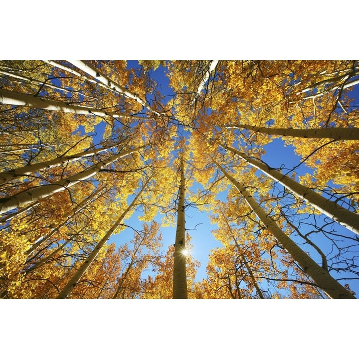 Colorado Near Steamboat Springs Buffalo Pass Yellow Aspen Tree Canopy. Poster Print Image 1