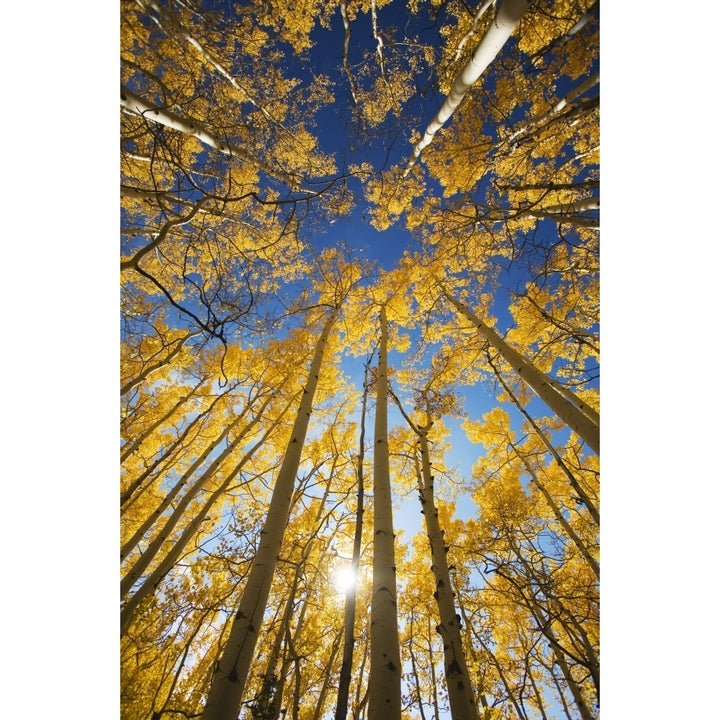 USA Colorado Near Steamboat Springs Yellow Aspen Tree Canopy; Buffalo Pass Poster Print Image 1