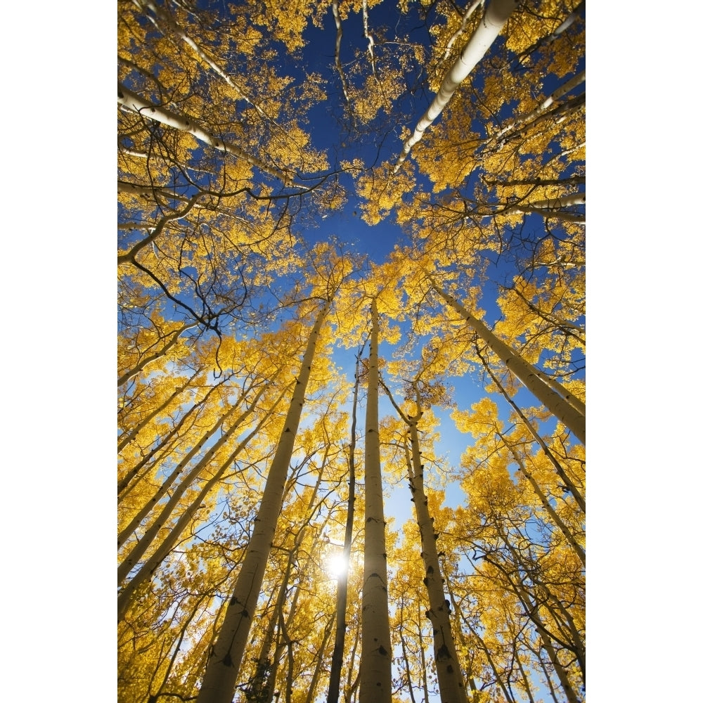 USA Colorado Near Steamboat Springs Yellow Aspen Tree Canopy; Buffalo Pass Poster Print Image 2